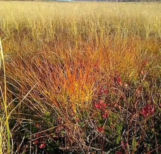 Det Rode Huset Pa Vagnes *